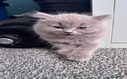 British Longhair cats for sale: British longhair ready for home in Watford - Image 2