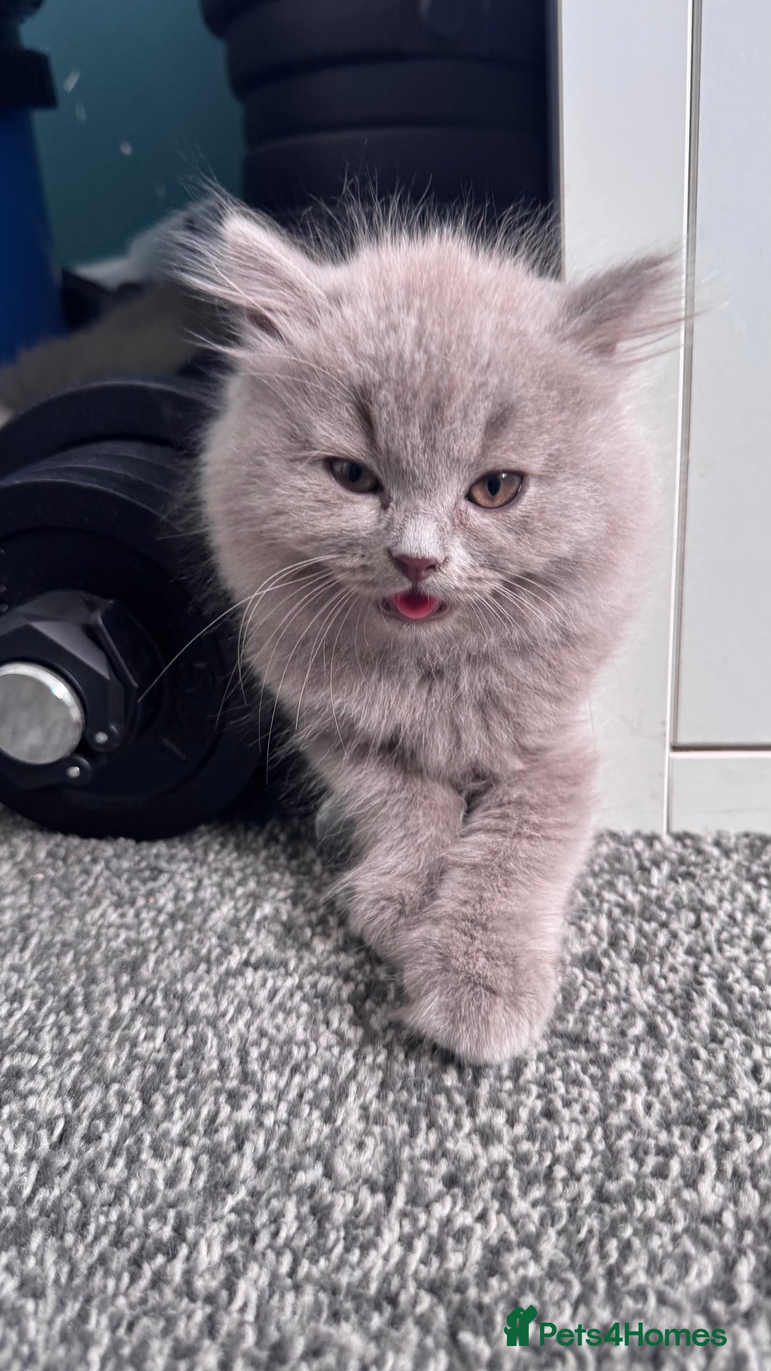 British Longhair cats for sale: British longhair ready for home in Watford - Image 2