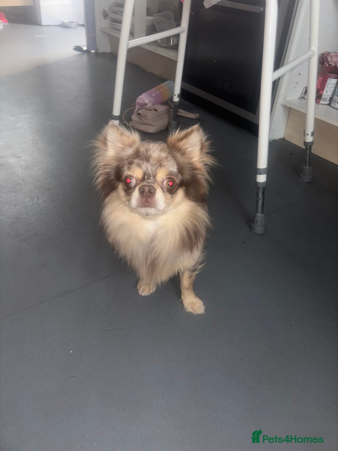 Chihuahua dogs for sale: Merle chihuahua  - Image 9