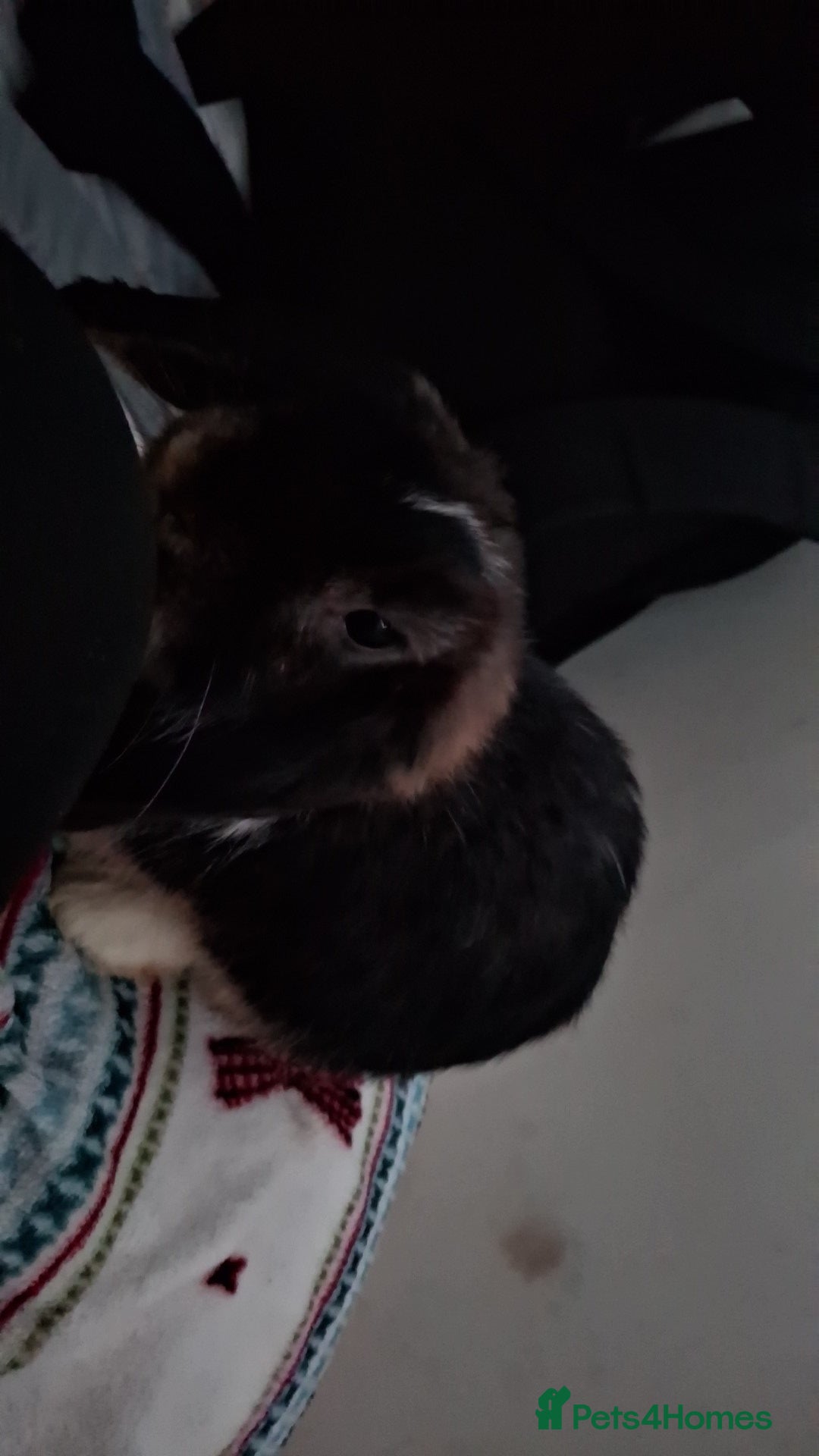 Mini Lop rabbits for sale: 6 beautiful mini lops, 3 girls 3 boys - Advert 6