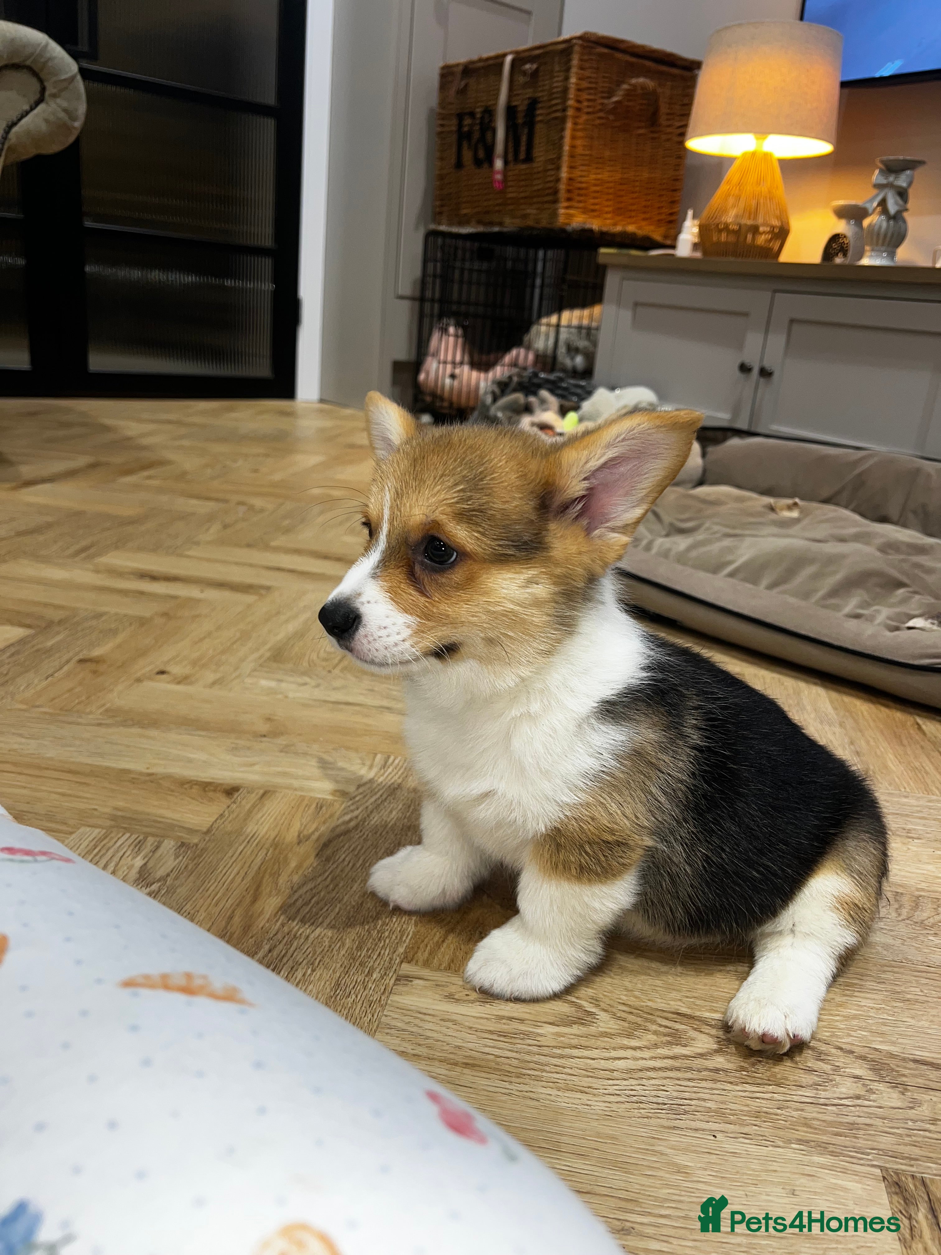 Welsh Corgi Pembroke dogs ⭐️Welsh Pembroke corgis🐶🐾 - Advert 1