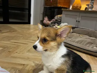 Welsh Corgi Pembroke dogs ⭐️Welsh Pembroke corgis🐶🐾 - Advert 1