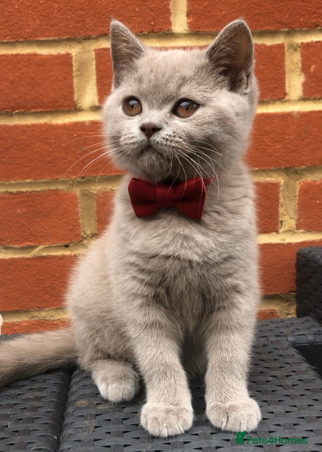 British Shorthair cats for sale: Chester - 🏆Champion bloodline GCCF reg. pedigree kittens - Image 13