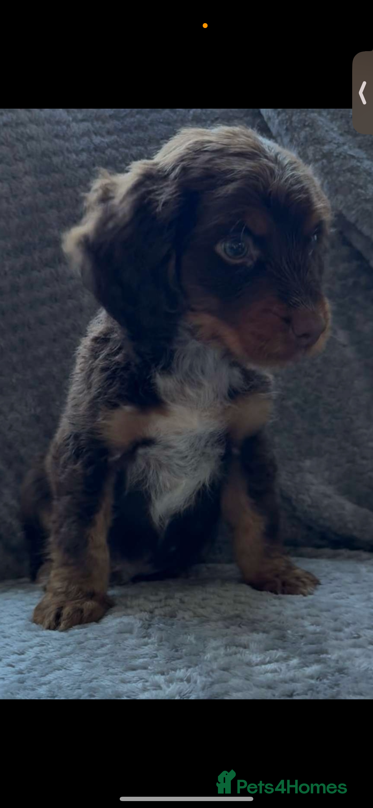 Cocker Spaniel dogs Cocker spaniel puppys  - Advert 8