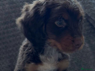 Cocker Spaniel dogs for sale - Advert 1