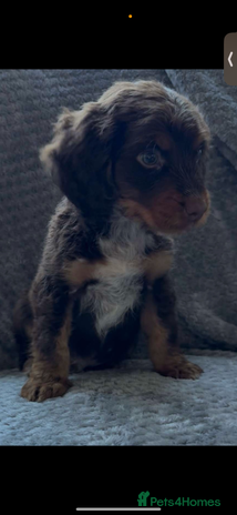 Cocker Spaniel dogs - Advert 1