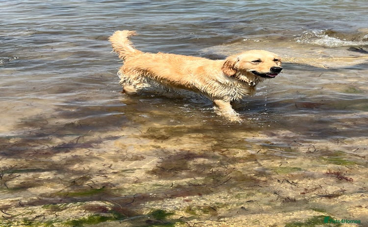 Golden Retriever dogs Golden Retriever puppies  - Advert 1