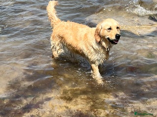 Golden Retriever dogs Golden Retriever puppies - Advert 4