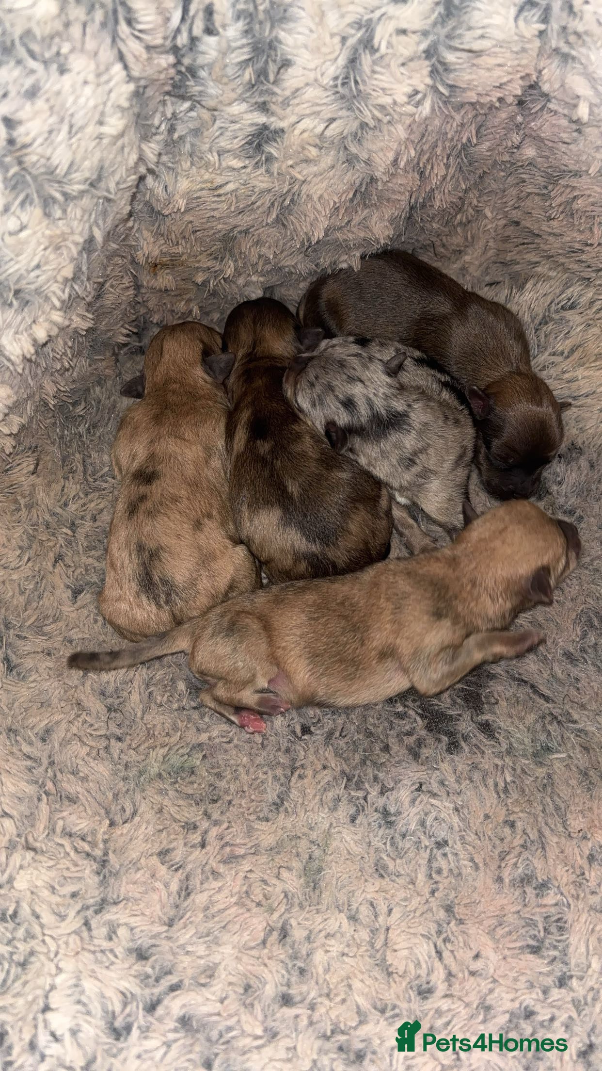 Chihuahua dogs MERLE CHIHUAHUAS 🐶 2 BOYS 1 GIRL STILL AVAILABLE - Advert 1