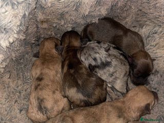 Chihuahua dogs MERLE CHIHUAHUAS 🐶 2 BOYS 1 GIRL STILL AVAILABLE - Advert 12