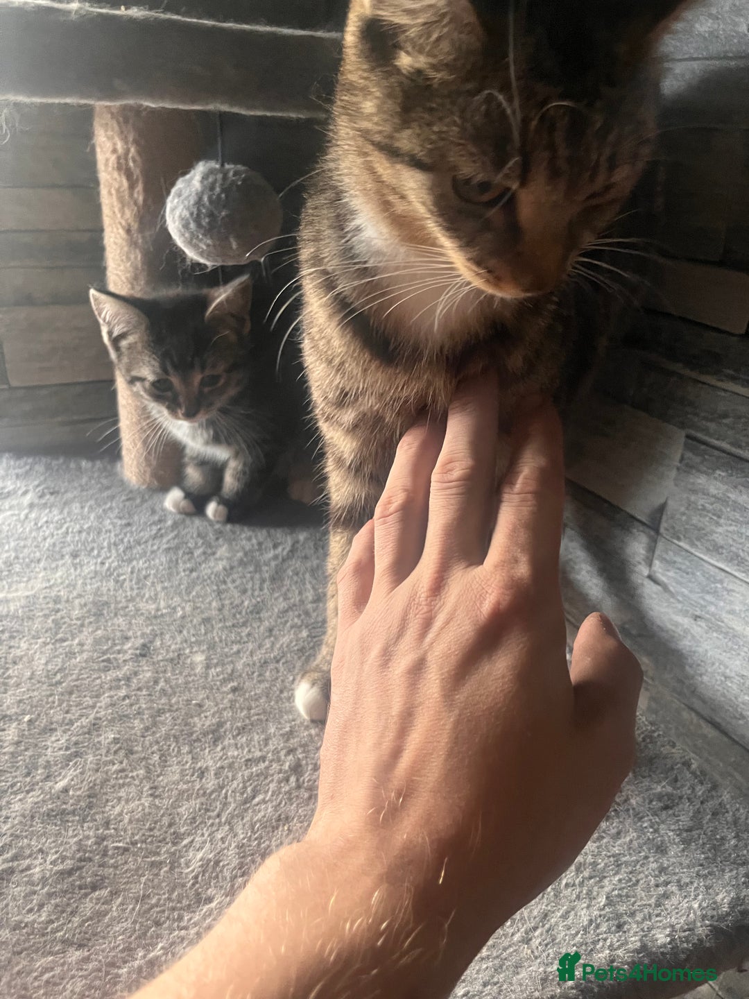 Mixed Breed cats for sale: Kittens ready now  - Image 2