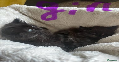 Ragdoll cats - Advert 13