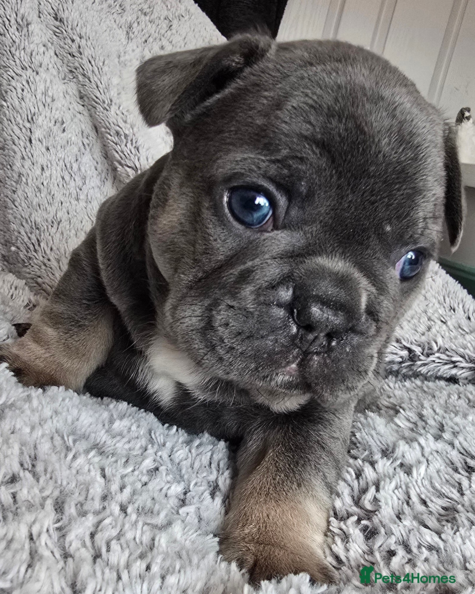 French Bulldog dogs 💙 stunning DWKC frenchie pups 💙  - Advert 1