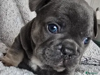 French Bulldog dogs 💙 stunning DWKC frenchie pups 💙 - Advert 1