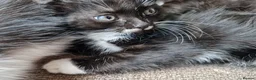 Mixed Breed cats for sale: Tobi and Poppy are looking for a new home - Advert 7