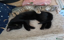 Mixed Breed cats for sale: Beautiful kitten  - Image 2