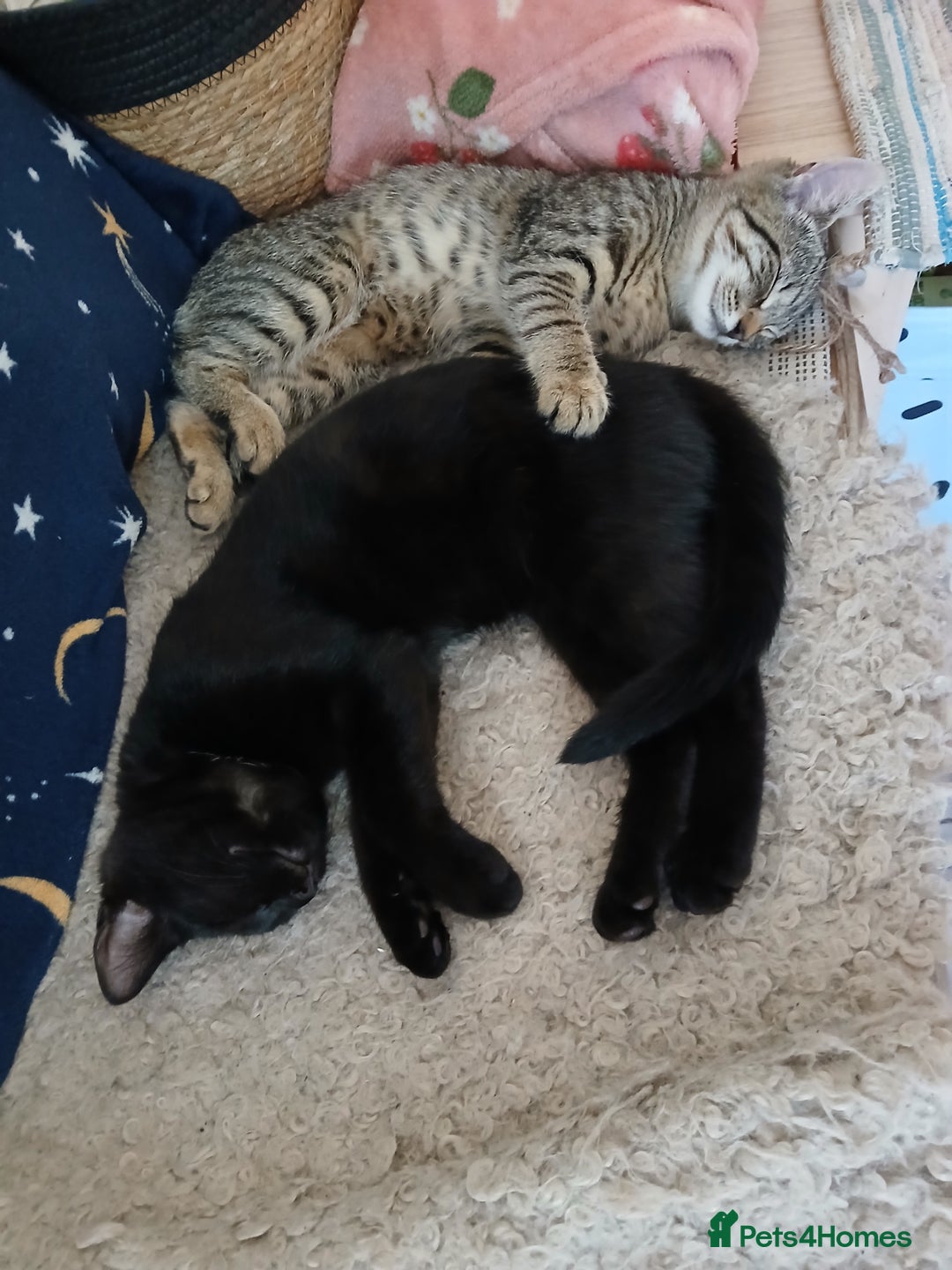 Mixed Breed cats for sale: Beautiful kitten  - Image 2
