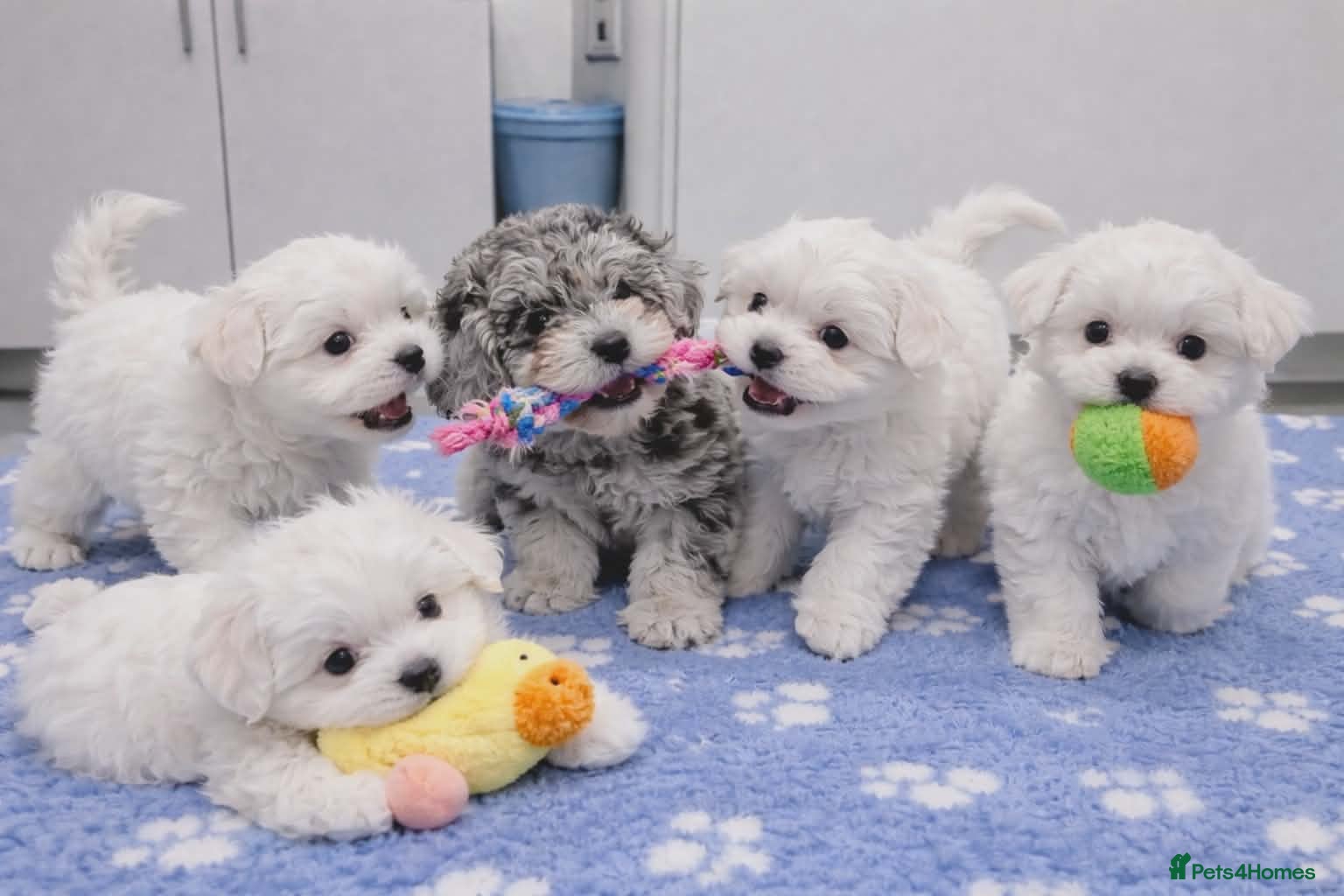 Maltipoo dogs White plus Merl Maltipoo Puppies  - Advert 2