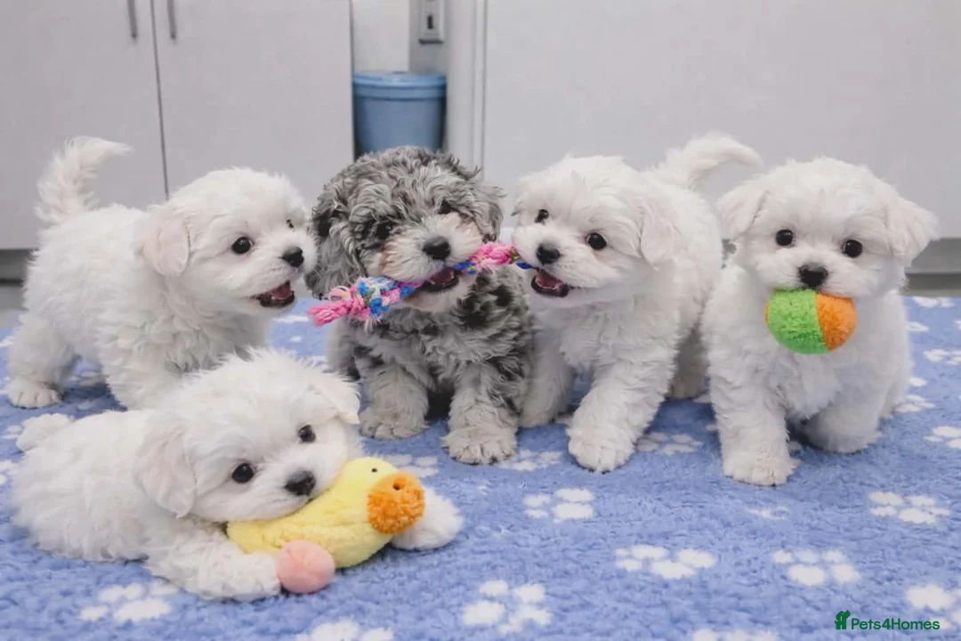 Maltipoo dogs for sale: White plus Merl Maltipoo Puppies  - Advert 1