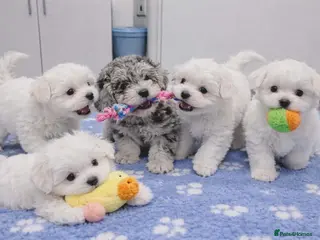 Maltipoo dogs White plus Merl Maltipoo Puppies - Advert 17