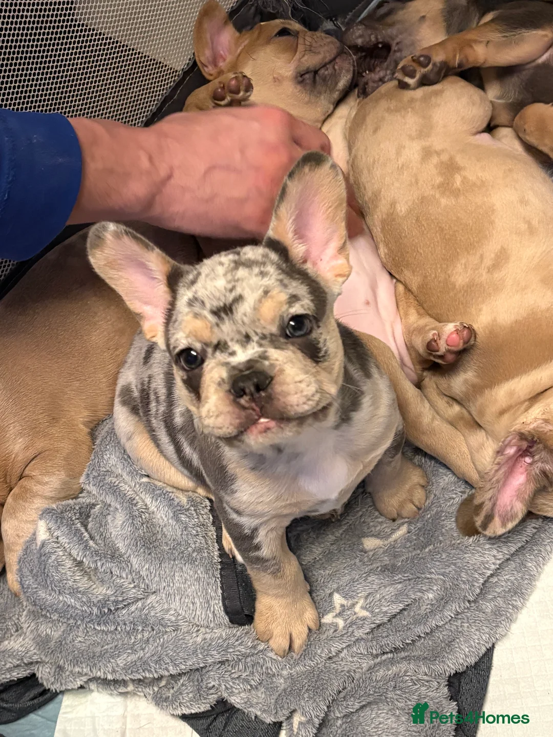 French Bulldog dogs for sale: *REDUCED*❤️‍🔥 - Advert 2