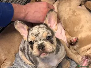 French Bulldog dogs FRENCH-BULLDOG LITTER - MERLE ❤️🔥 - Advert 1