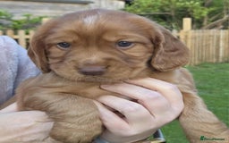 Mixed Breed dogs for sale: Gorgeous 3/4 cocker spaniels - Image 5