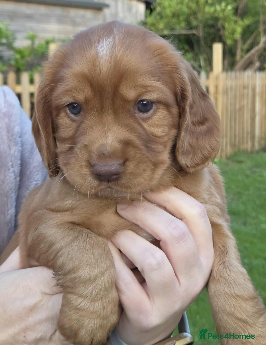 Mixed Breed dogs for sale: Gorgeous 3/4 cocker spaniels - Image 5