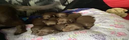 Dachshund dogs for sale: Chocolate and tan dachshunds - Advert 8