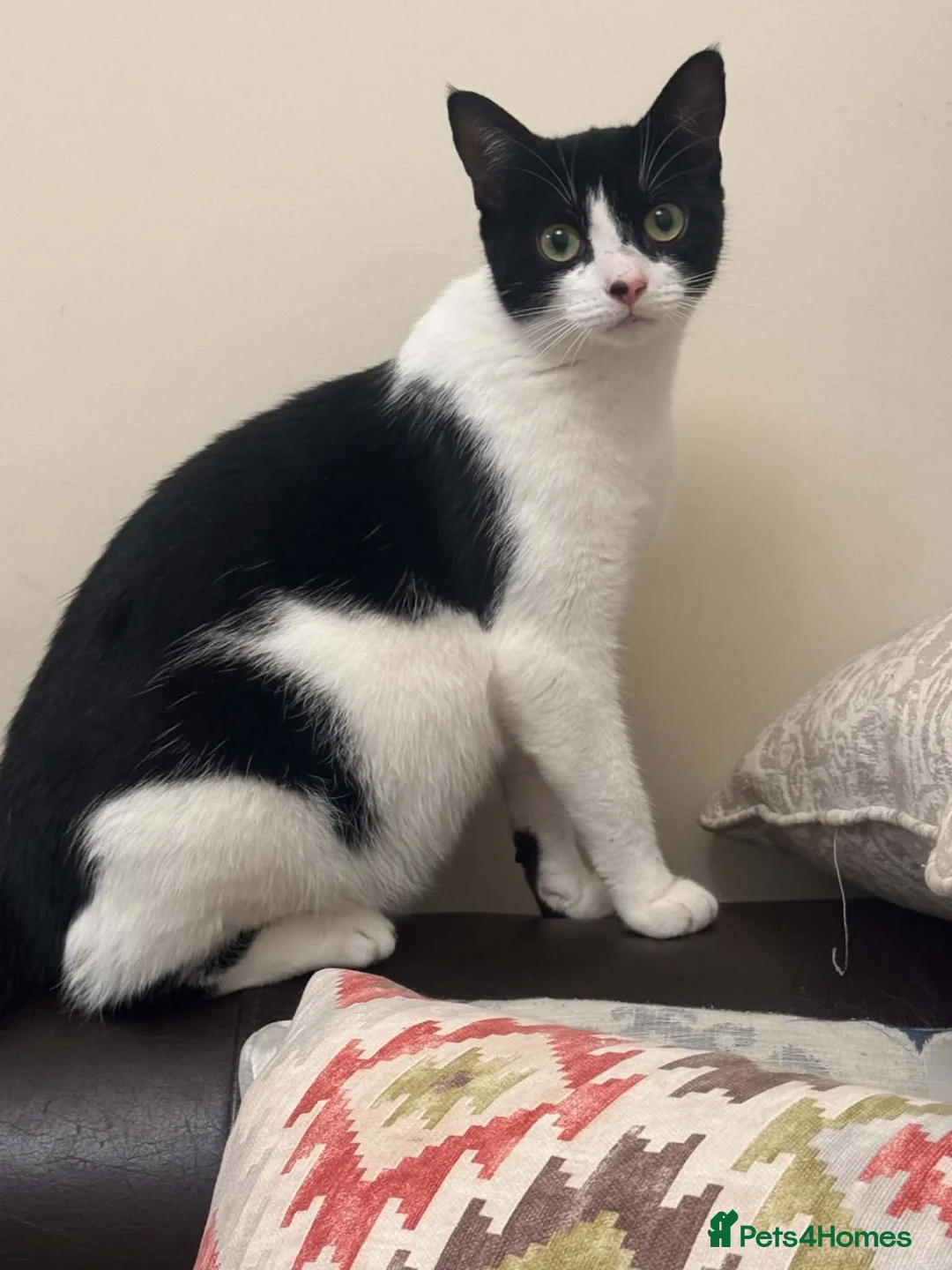 Mixed Breed cats for sale: 3 female kittens - Advert 5