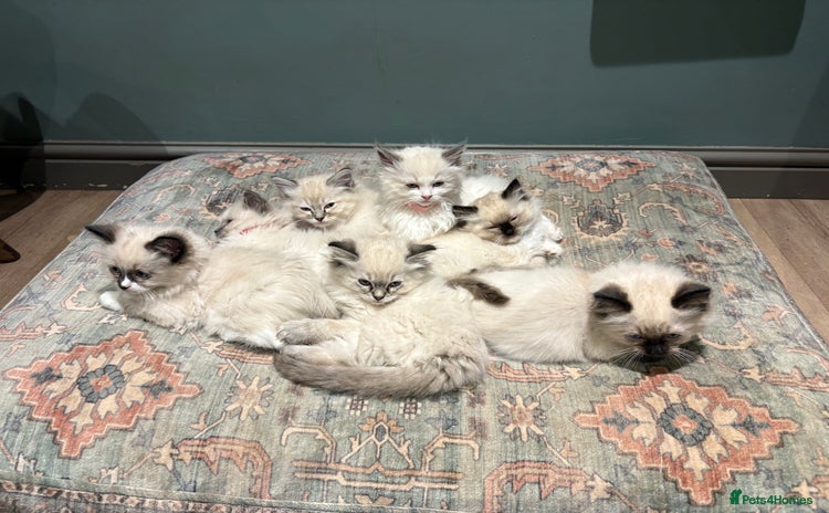 Ragdoll cats - Advert 6