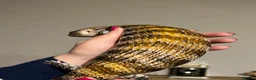 Skink reptiles for sale: Blue tongue skink in Tenbury Wells - Advert 6