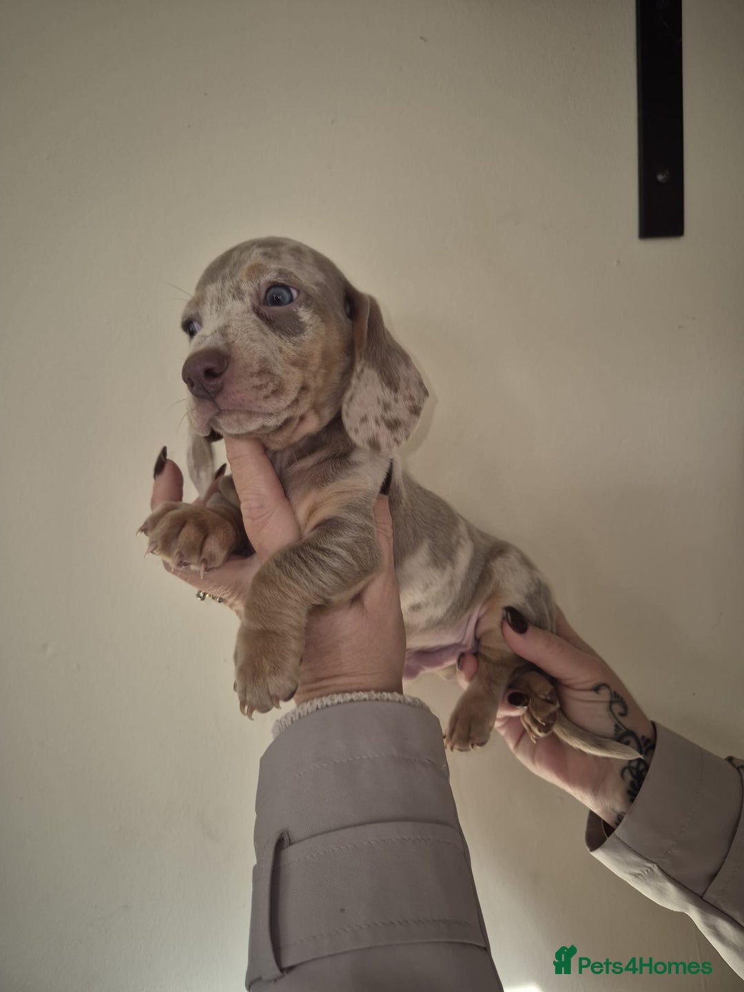 Dachshund dogs for sale: Miniature Dachshunds for sale  - Advert 12