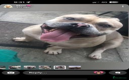 American Bully dogs for sale: Handsome boy - Image 2