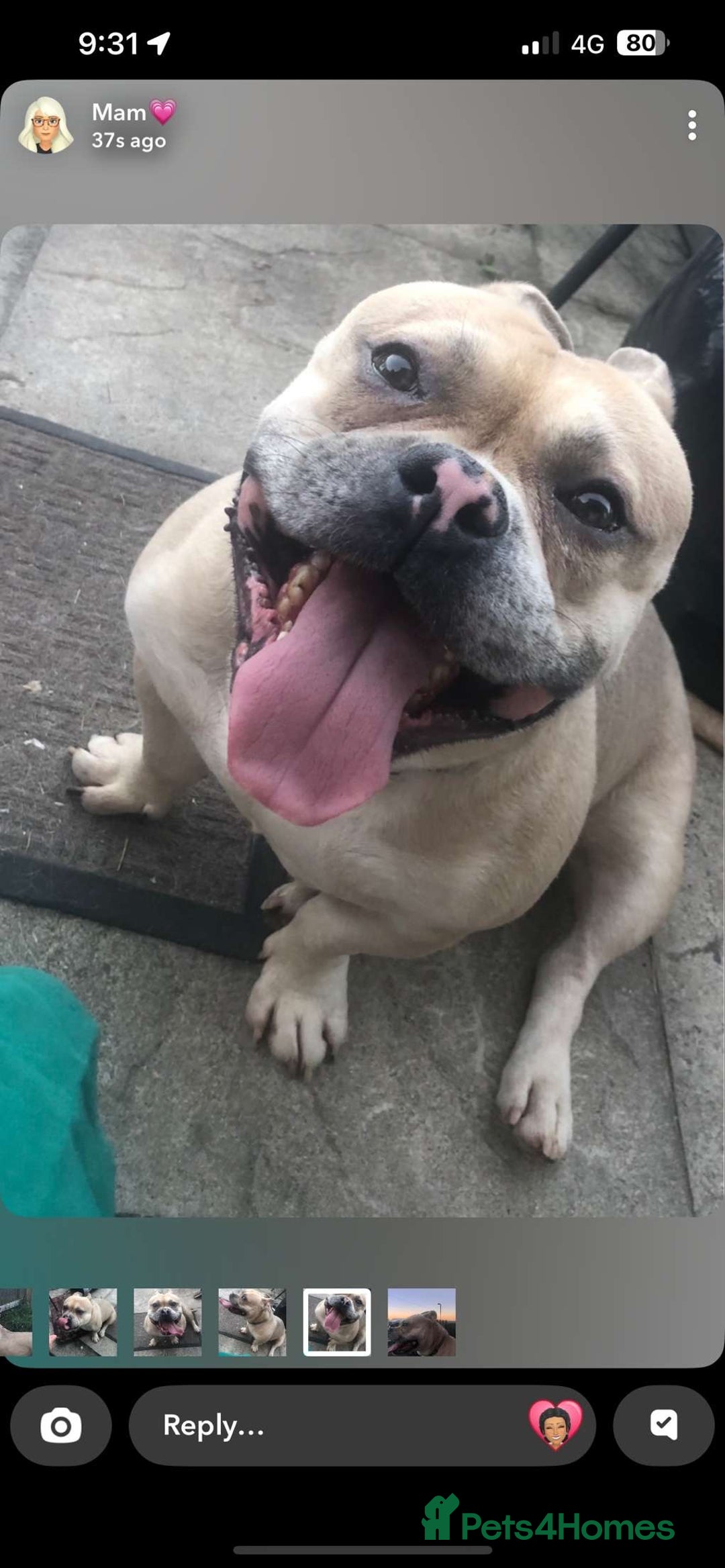 American Bully dogs for sale: Handsome boy - Image 2
