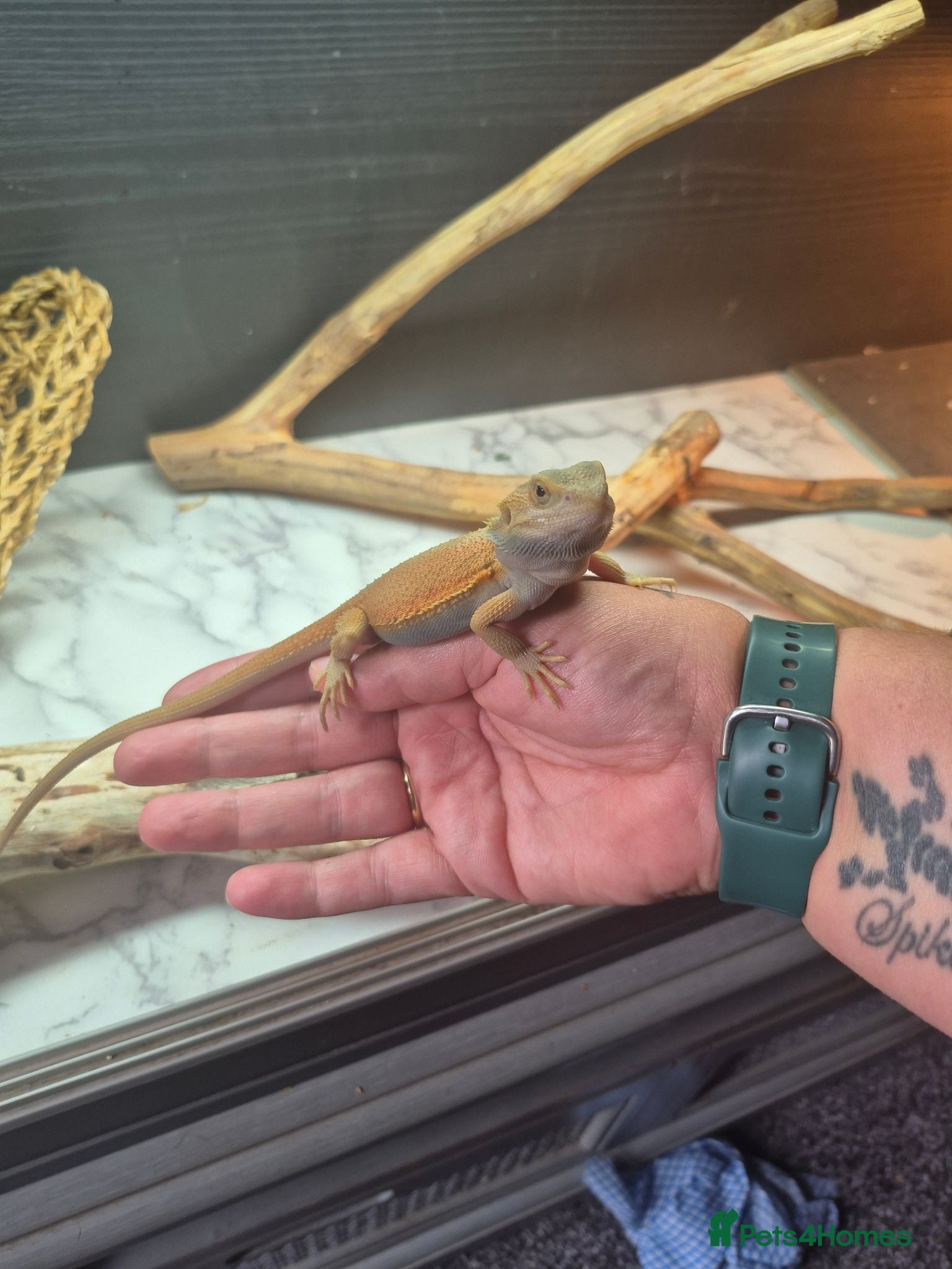 Bearded Dragon reptiles Baby bearded dragons  - Advert 1
