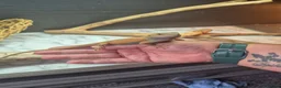 Bearded Dragon reptiles for sale: Baby bearded dragons  - Advert 2