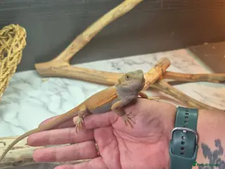 Bearded Dragon reptiles Baby bearded dragons - Advert 1