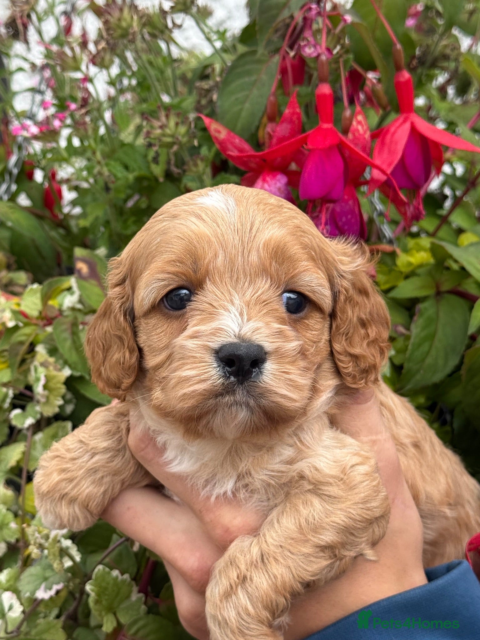 Cavapoo dogs Stunning F1 Cavapoos  - Advert 2