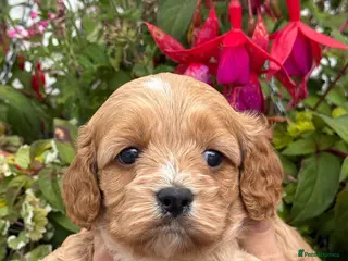 Cavapoo dogs Stunning F1 Cavapoos - Advert 2