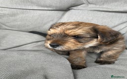 Yorkshire Terrier dogs for sale: Beautiful Chocolate Orange Yorkshire Terriers - Image 3