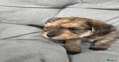 Yorkshire Terrier dogs - Advert 11