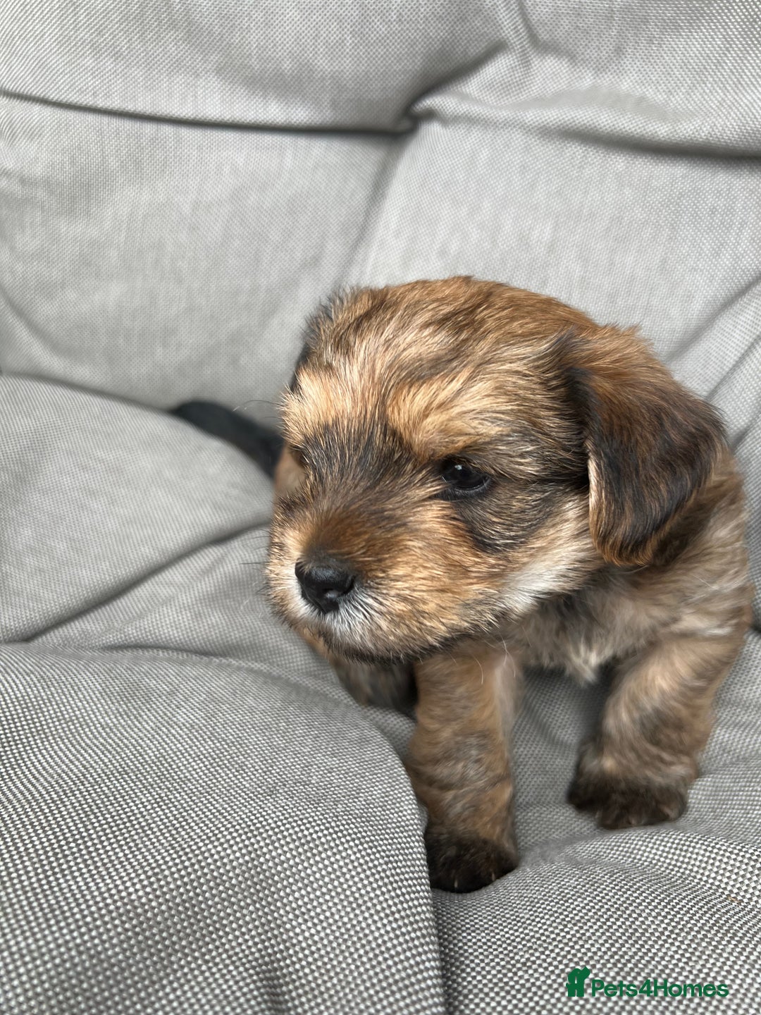 Yorkshire Terrier dogs for sale: Beautiful Chocolate Orange Yorkshire Terriers - Image 3