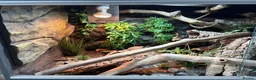 Corn Snake reptiles for sale: Corn snake + full Vivarium setup  in Alva - Advert 9