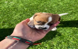 Mixed Breed dogs for sale: Lovely Jack Russel/Plumber puppies - Image 21