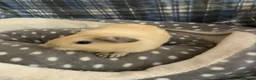 Guinea Pig rodents for sale: Lots of lovely baby boy - Advert 10