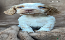 Cocker Spaniel dogs for sale: Gorgeous kc registered cocker spaniel puppies - Image 8