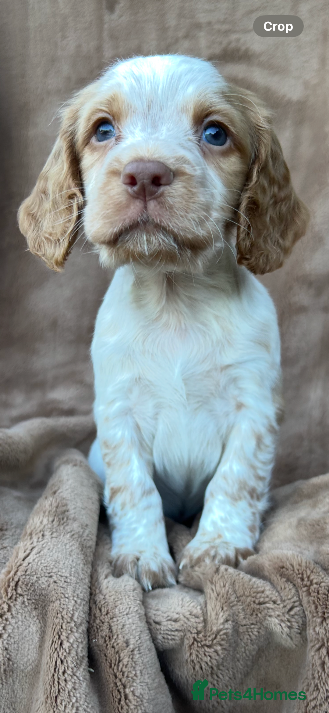 Cocker Spaniel dogs for sale: Gorgeous kc registered cocker spaniel puppies - Image 8