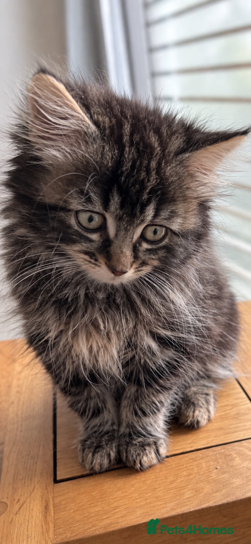 Mixed Breed cats Ragdollx Norwegian Forest Cat - Advert 1