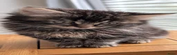 Mixed Breed cats for sale: Ragdollx Norwegian Forest Cat - Advert 4
